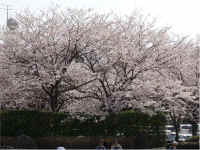 shikinomori3.jpg (87868 �o�C�g)