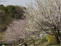 shikinomori4.jpg (95230 �o�C�g)