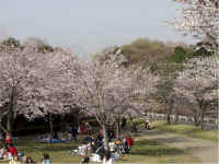 shikinomori7.jpg (74528 �o�C�g)