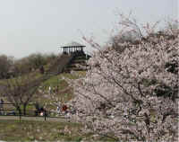 shikinomori8.jpg (78557 �o�C�g)