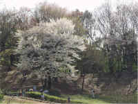 shikinomori9.jpg (83372 �o�C�g)