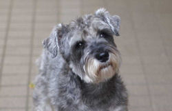 Vĩo
