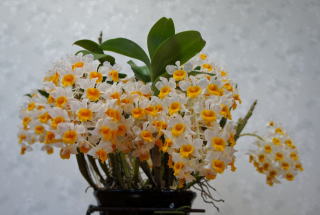 Den.Thyrsiflorum