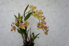 Den.Catherine "BB"