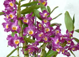 Den.Comet King