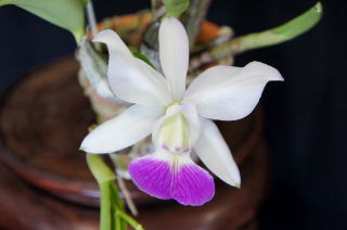 C.Walkeriana