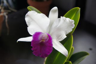 Lc.Dorothy Oka "Yumi"