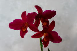 Lc.Hsin Buu Lady "YT"