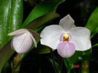 Paph.Delenatii